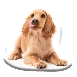 Kutyás Spaniel formapárna, díszpárna 40x40cm Velúr
