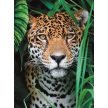 Állatos Jaguar 500 db-os puzzle Clementoni