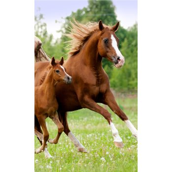 Lovas Career kéztörlő, arctörlő, törölköző 30x50 cm