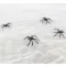 Spider Web, Pókháló pókokkal