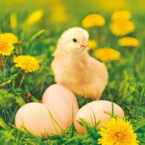 Húsvét Chicken with Eggs szalvéta 20 db-os 33x33cm