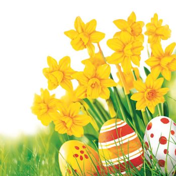 Húsvét Bunch of Daffodils szalvéta 20 db-os 33x33cm
